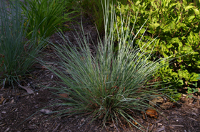 little bluestem 3